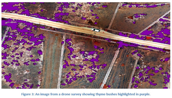 Figure 3: An image from a drone survey showing thyme bushes highlighted in purple
