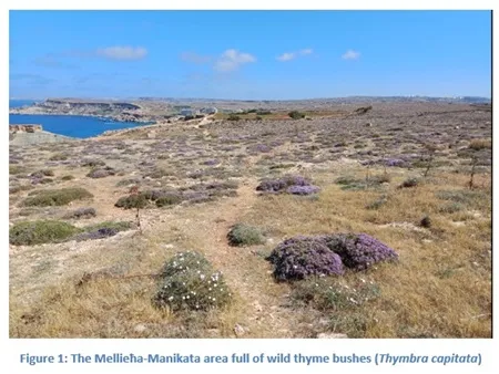 Project Bee-Optech4Honey