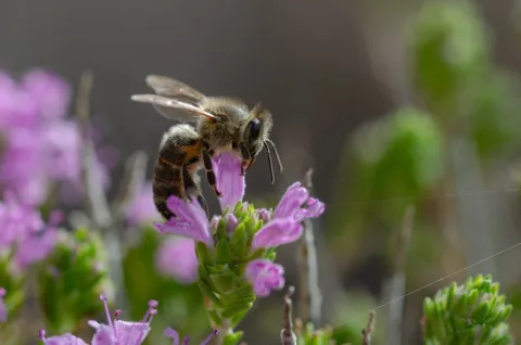 BeeSustain