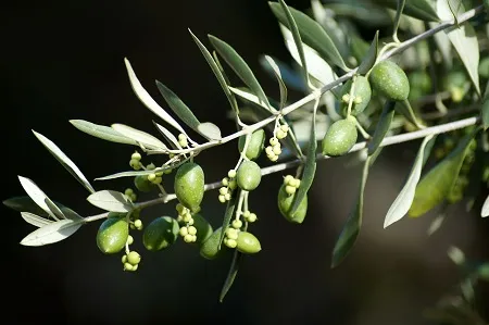 Project OPoBiCell - A Study in Bioactive Extraction and Application
